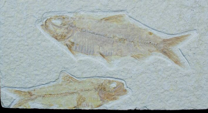 Double Knightia Fossil Fish #3776